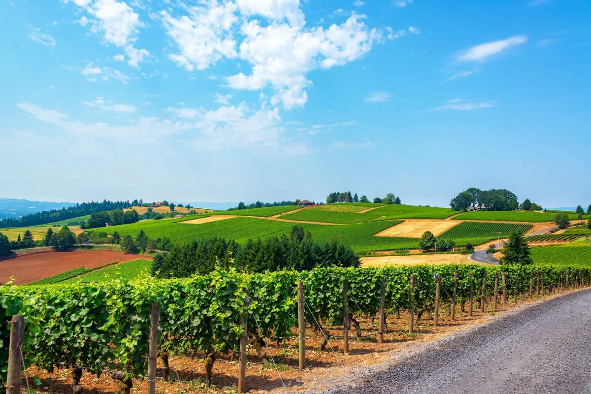 This exterior shot presents rolling vineyards under a vibrant blue sky, with a dirt road weaving through the lush Willamette Valley landscape. The rows of grapevines stretch into the distance, capturing the quintessential wine country atmosphere. The tranquil scene hints at the abundance of local wineries and the scenic beauty that defines the area.